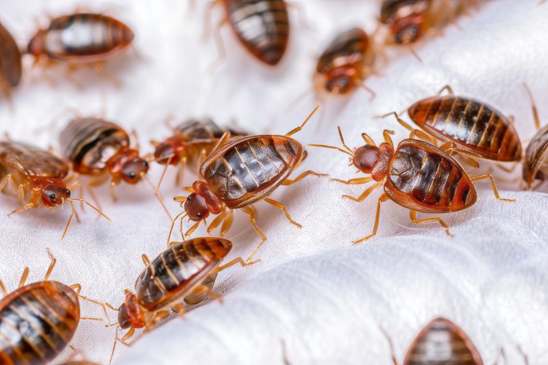 bed bugs