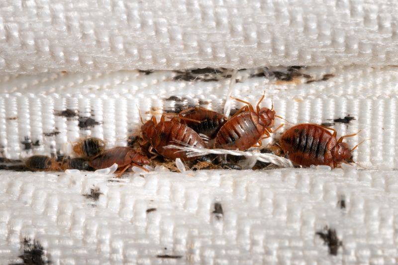 bed bugs