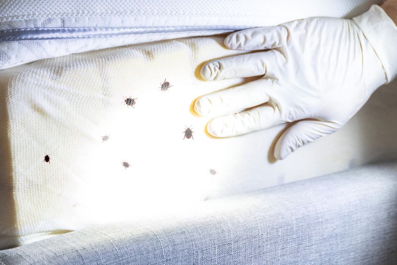 Bed Bugs on Mattress