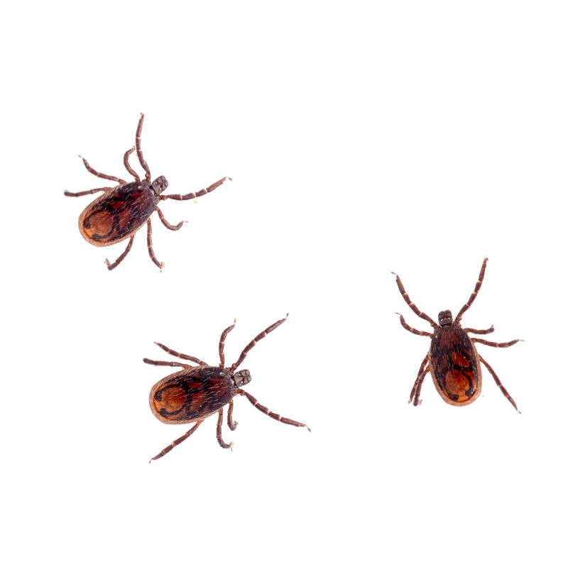 Signs Your Property Needs Flea And Tick Treatment