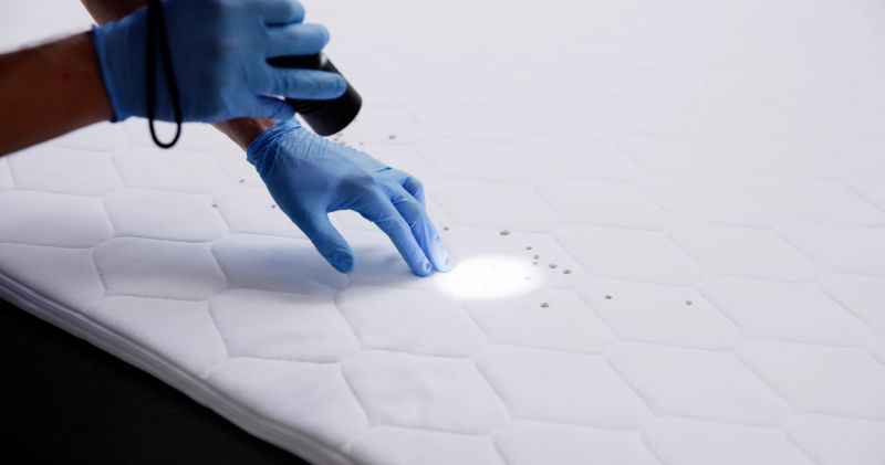 Professional Bed Bug Treatment