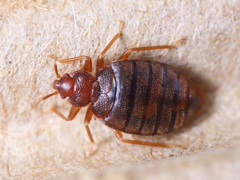 Experienced Bed Bug Exterminators